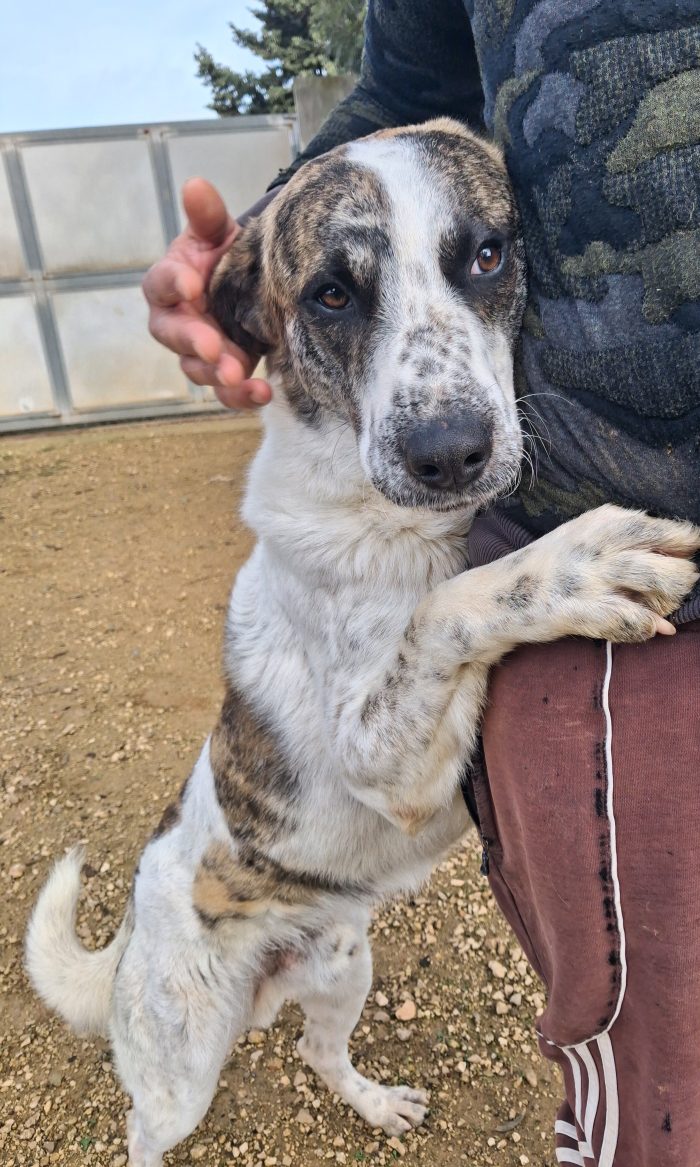 Da cane libero ad una cella che non lascia scampo