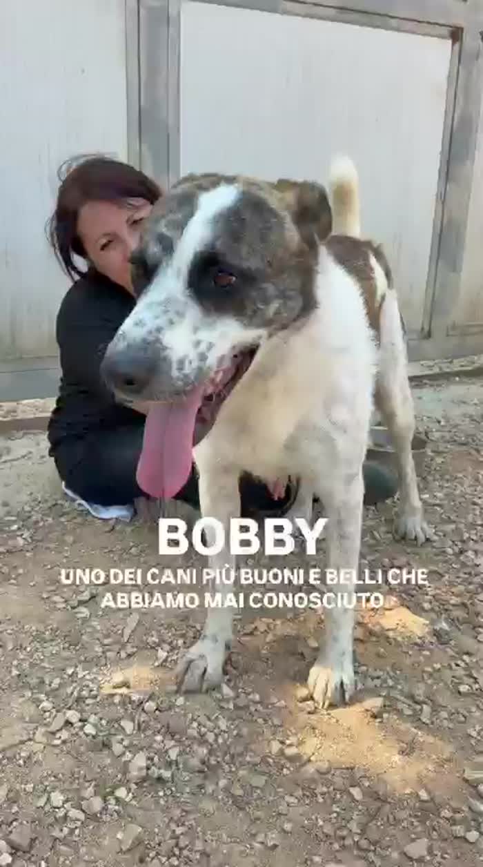 Da cane libero ad una cella che non lascia scampo - media 6