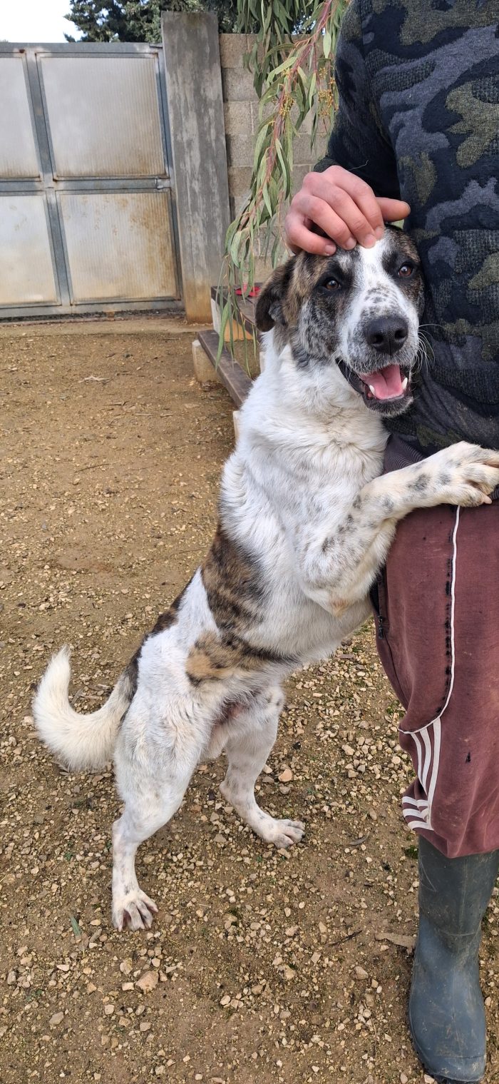 Da cane libero ad una cella che non lascia scampo - media 4