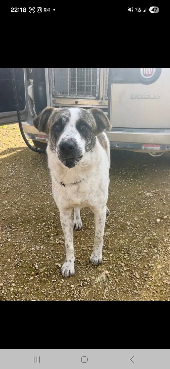 Da cane libero ad una cella che non lascia scampo - media 5