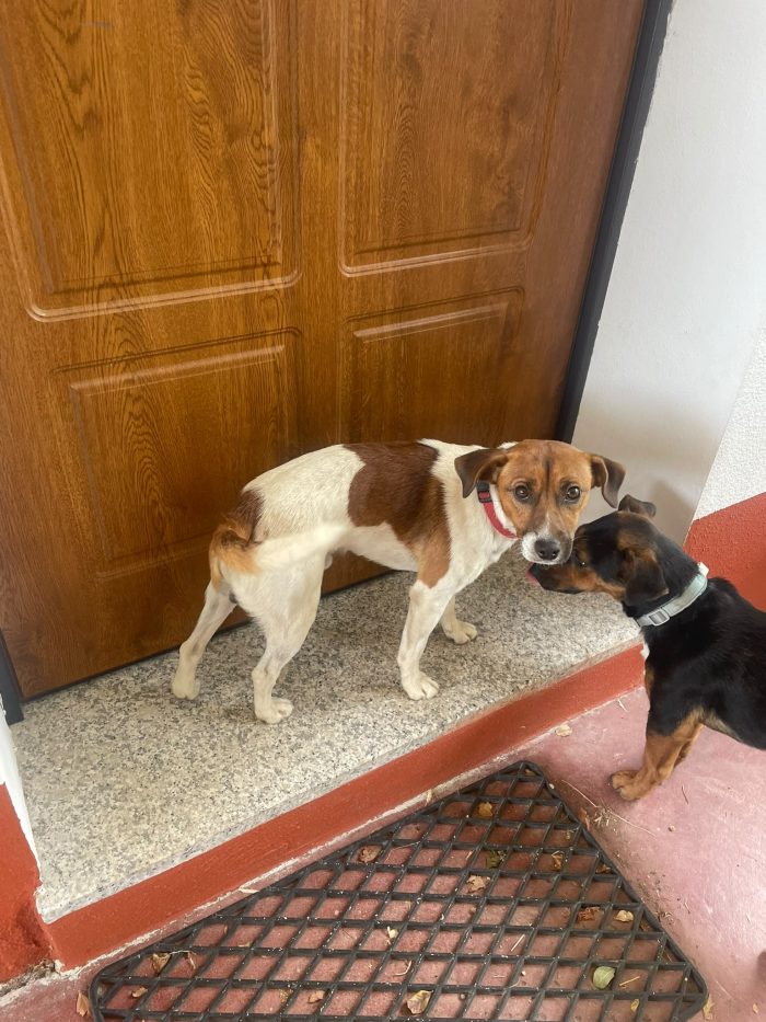 2maschietti 1anno,5kg,legatissimi. A FINE MESE VANNO IN CANILE.SOS ADOZIONE IN COPPIA.SARDEGNA - media 7
