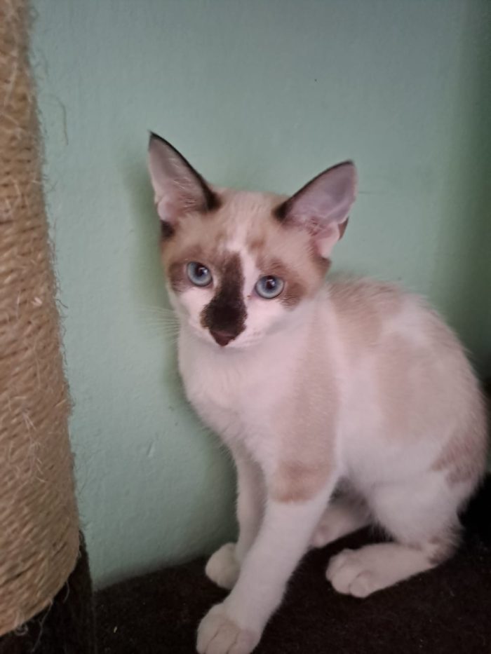 ELEOISE e PENELOPE, adorabili gattine in adozione!