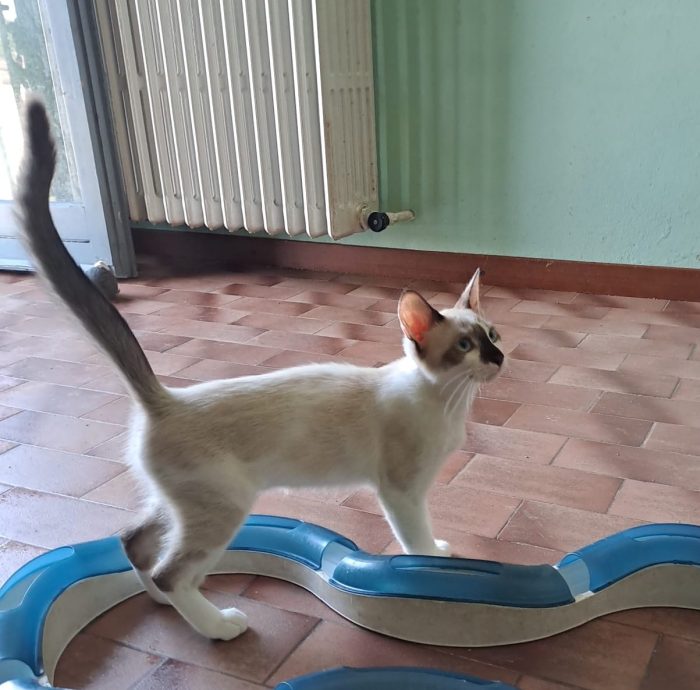 ELEOISE e PENELOPE, adorabili gattine in adozione! - media 4