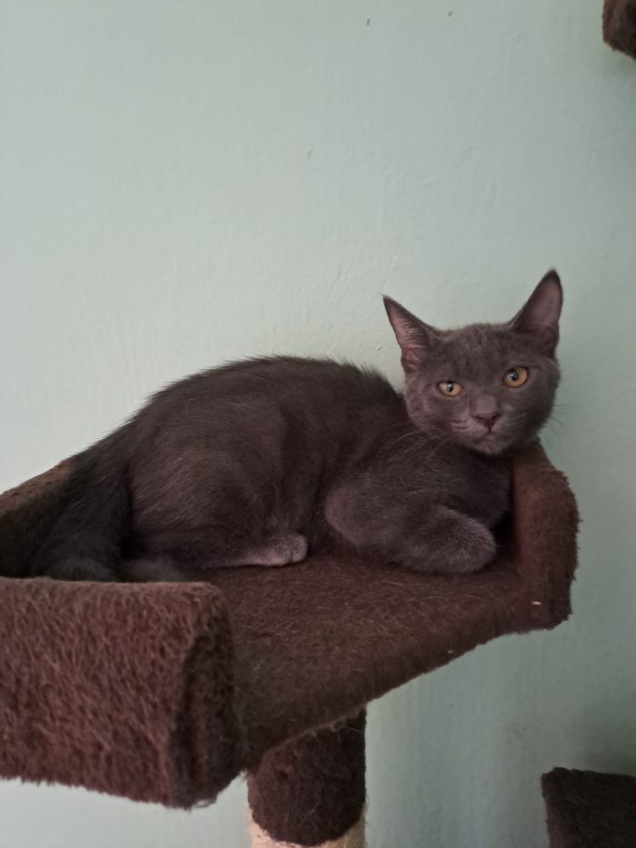 ELEOISE e PENELOPE, adorabili gattine in adozione!