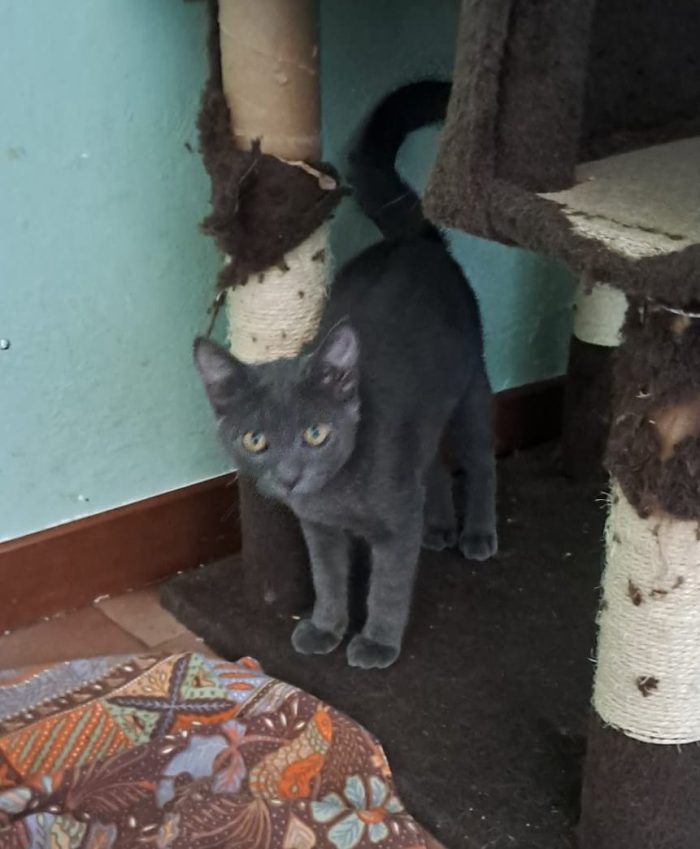 ELEOISE e PENELOPE, adorabili gattine in adozione! - media 9