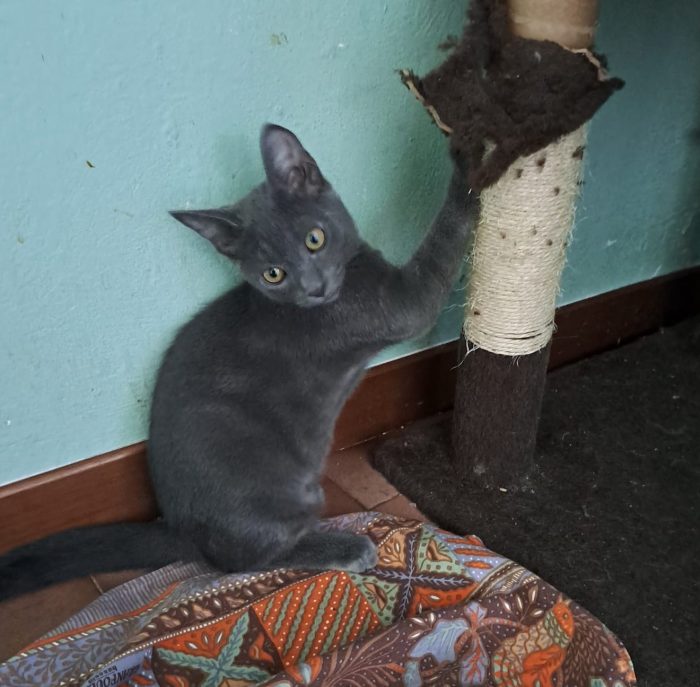 ELEOISE e PENELOPE, adorabili gattine in adozione! - media 8