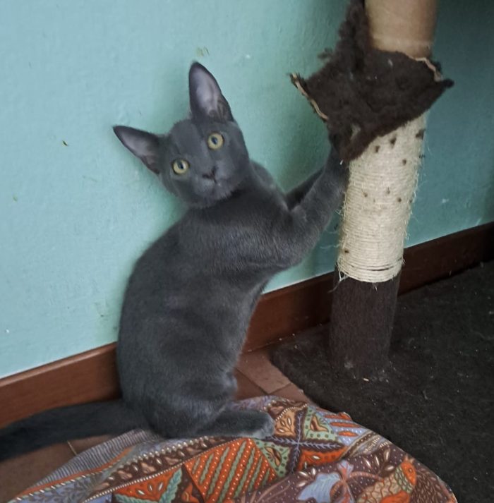 ELEOISE e PENELOPE, adorabili gattine in adozione! - media 7