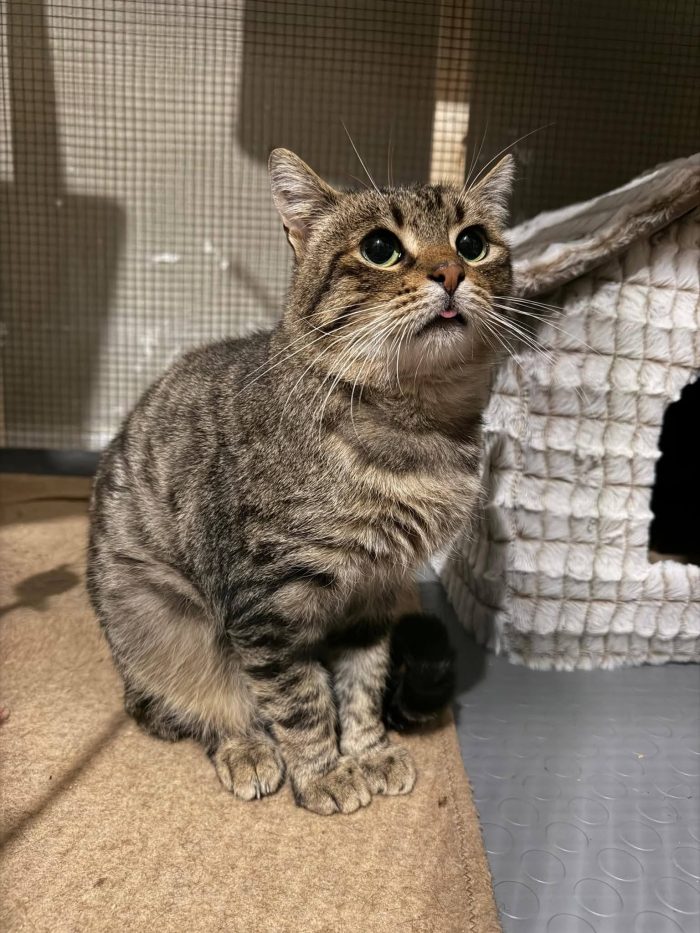 TIGRO, tenero gatto in adozione!