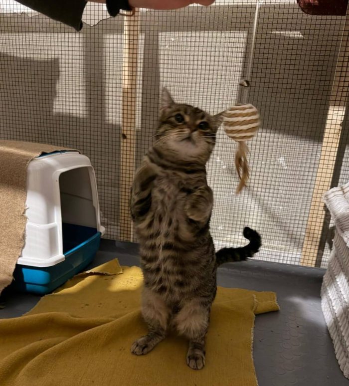 TIGRO, tenero gatto in adozione!
