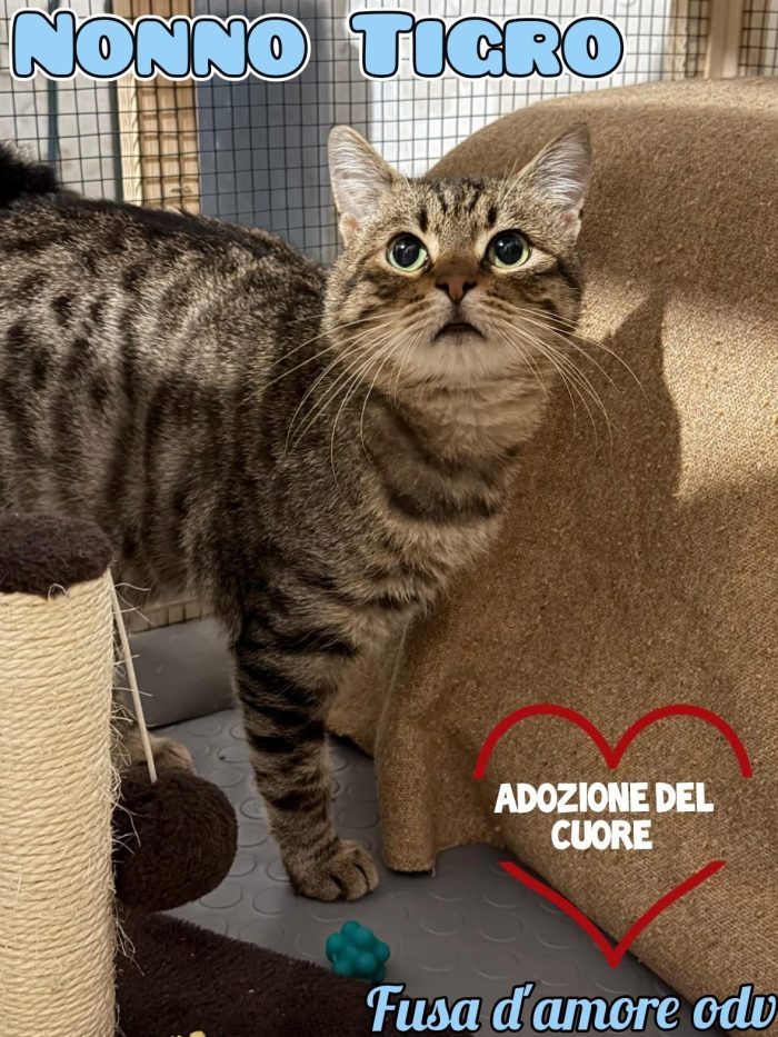 TIGRO, tenero gatto in adozione!