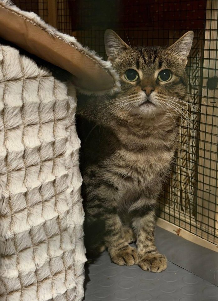 TIGRO, tenero gatto in adozione! - media 4