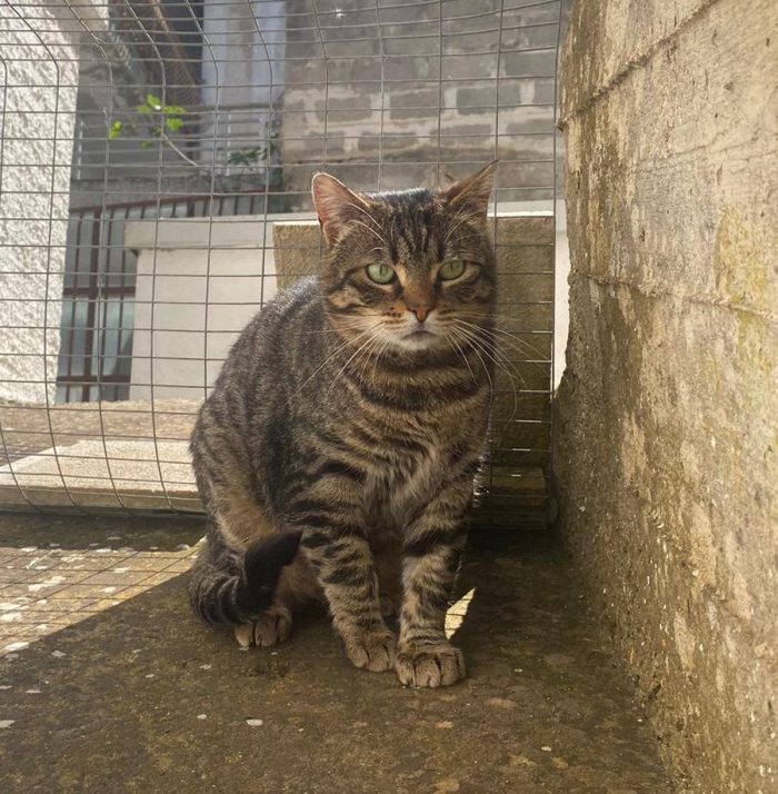 TIGRO, tenero gatto in adozione! - media 6