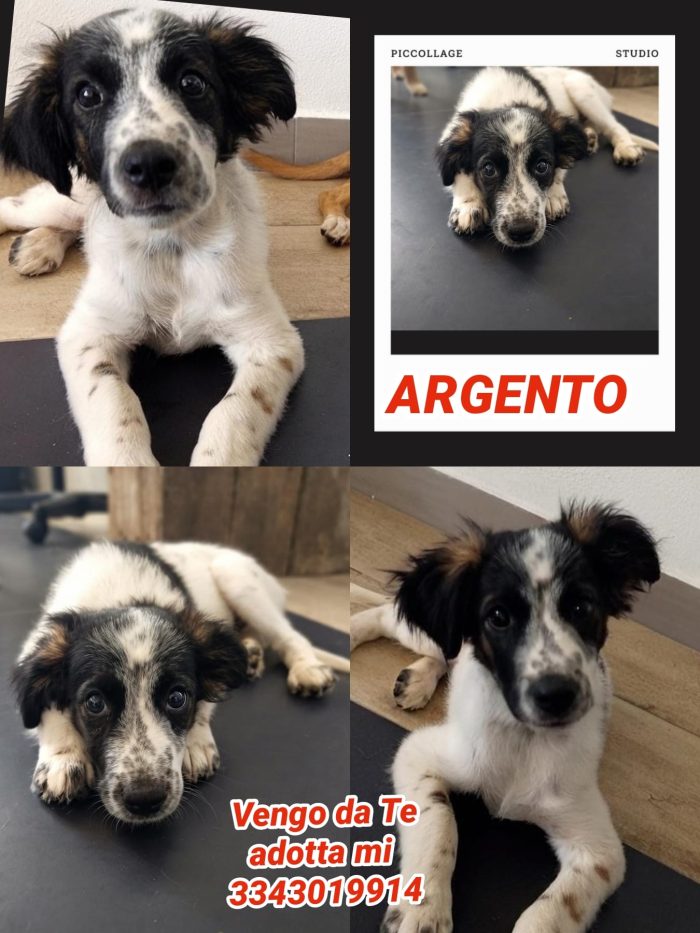 Argento, ti ruberà il cuore