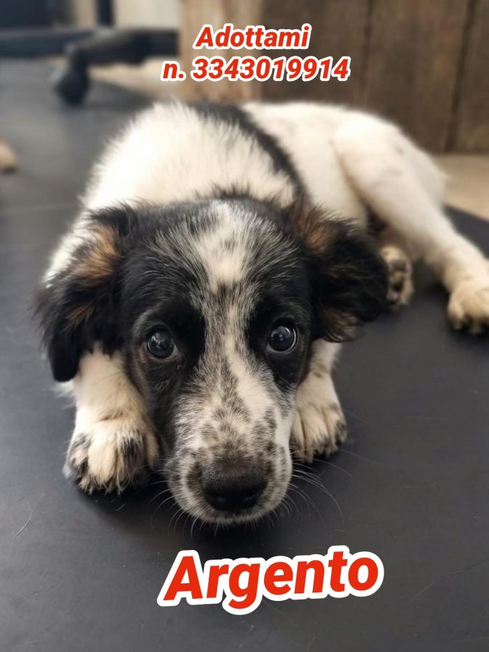 Argento ma con un cuore d'oro