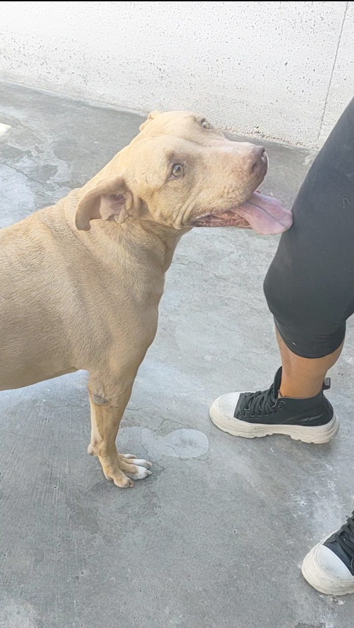 Roxana 💔 TRASFERITA IN CANILE E DIMENTICATA