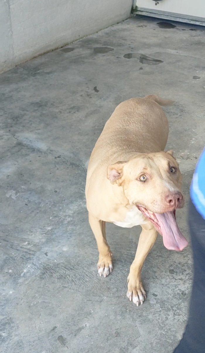Roxana 💔 TRASFERITA IN CANILE E DIMENTICATA