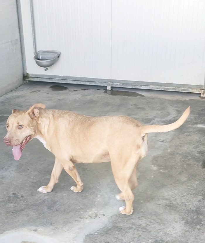 Roxana 💔 TRASFERITA IN CANILE E DIMENTICATA