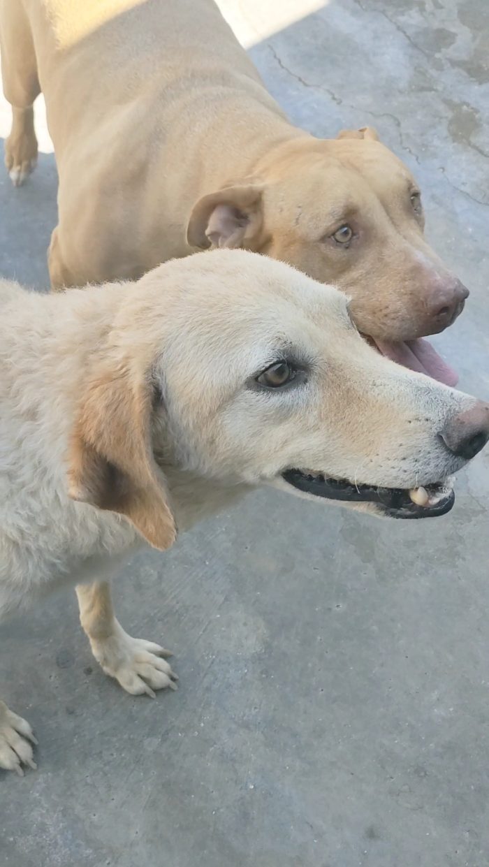 Roxana 💔 TRASFERITA IN CANILE E DIMENTICATA - media 4