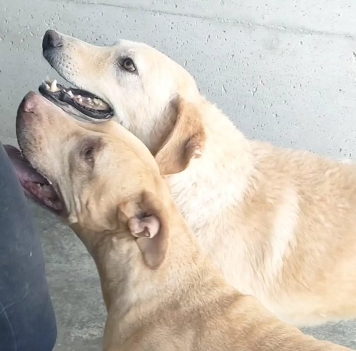 Roxana 💔 TRASFERITA IN CANILE E DIMENTICATA - media 5