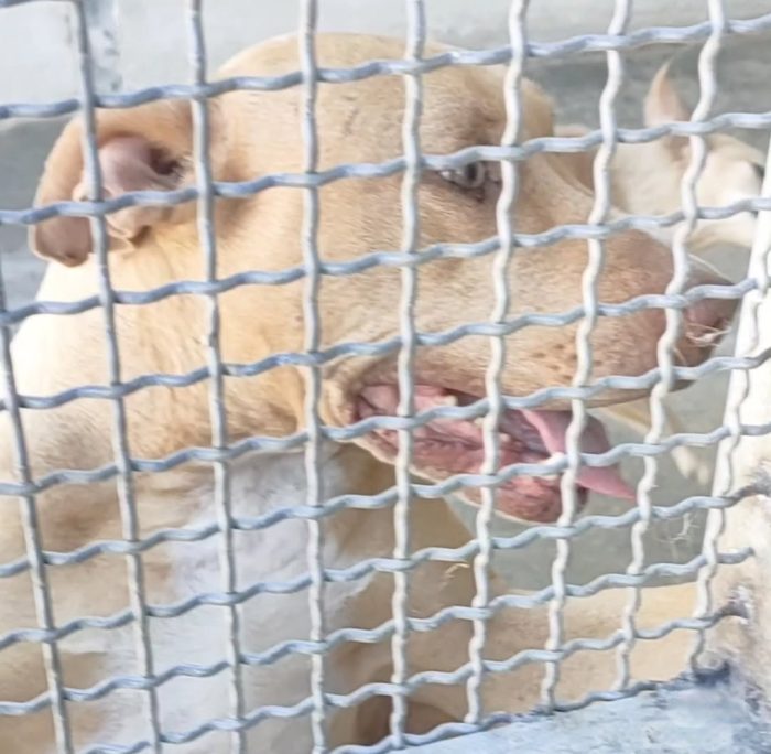 Roxana 💔 TRASFERITA IN CANILE E DIMENTICATA - media 7