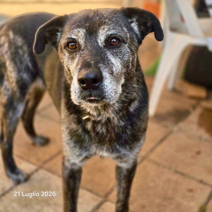 Adotta un cane anziano