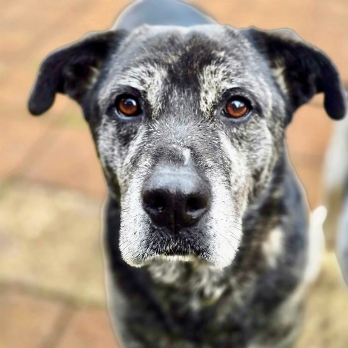 Adotta un cane anziano