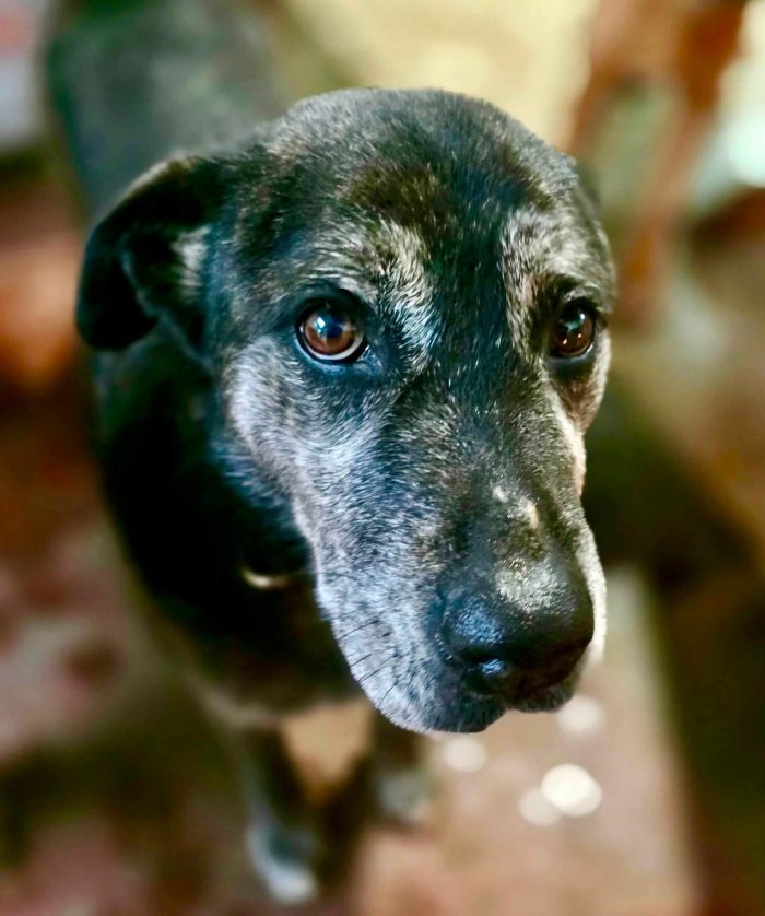 Adotta un cane anziano