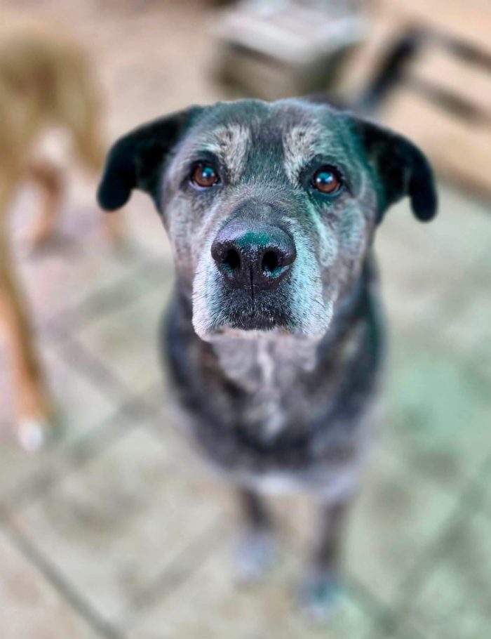 Adotta un cane anziano - media 4