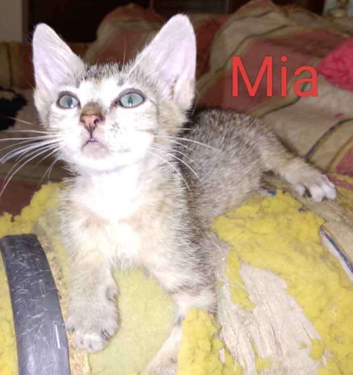 Gattina di pochi mesi