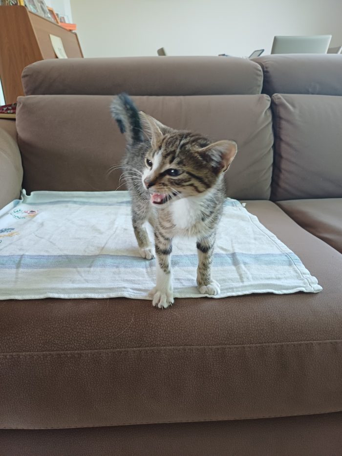 Gattino tenero e giocherellone