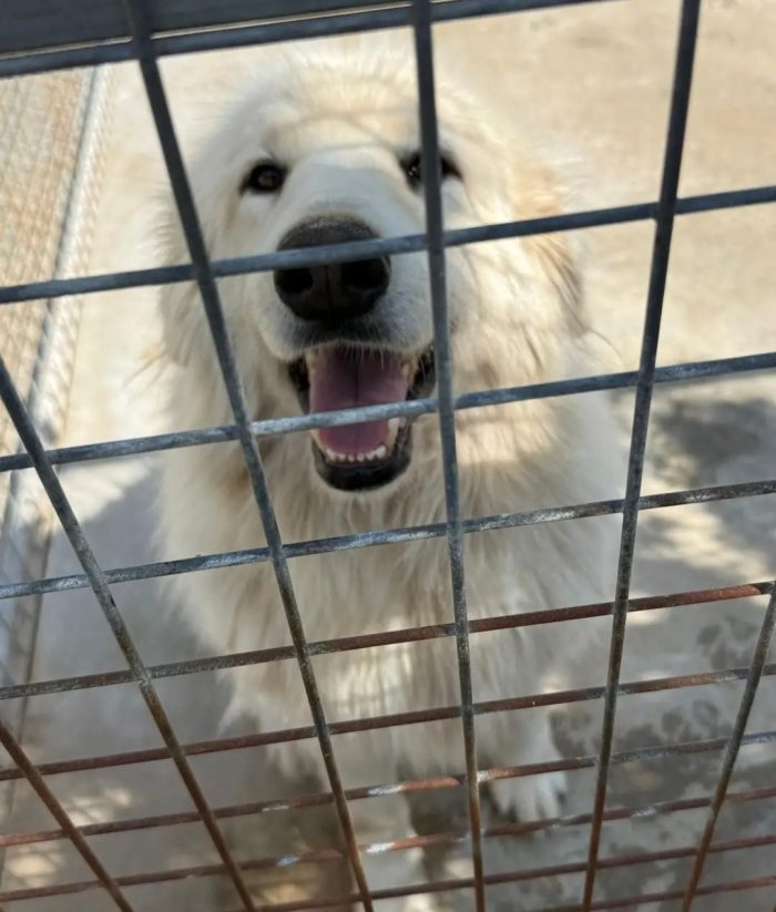 3anni meraviglioso in TRASFERIMENTO IN CANILE PRIVATO SENZA VOLONTARI!!!CALABRIA