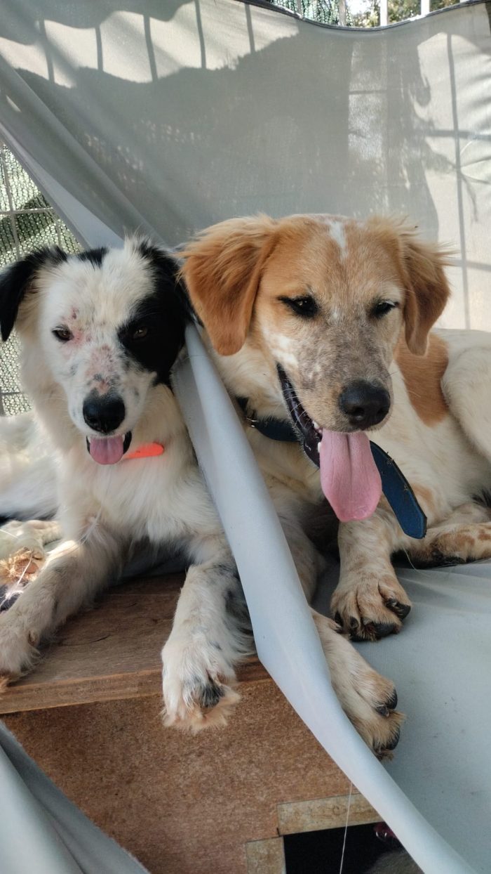🧡BIM, SPLENDIDO DOLCE CUCCIOLOTTO, CERCA CONDIVISIONI E ADOZIONE 🏠 - media 5