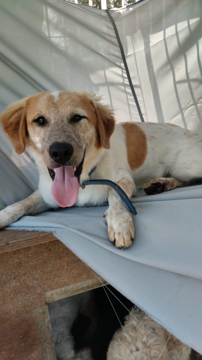 🧡BIM, SPLENDIDO DOLCE CUCCIOLOTTO, CERCA CONDIVISIONI E ADOZIONE 🏠 - media 6