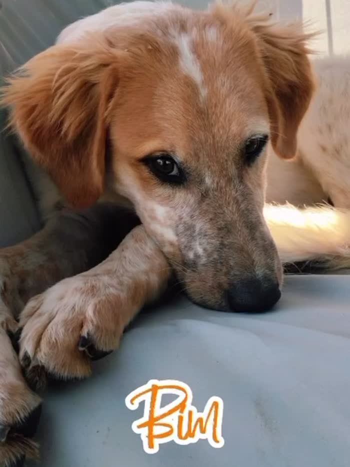 🧡BIM, SPLENDIDO DOLCE CUCCIOLOTTO, CERCA CONDIVISIONI E ADOZIONE 🏠 - media 9