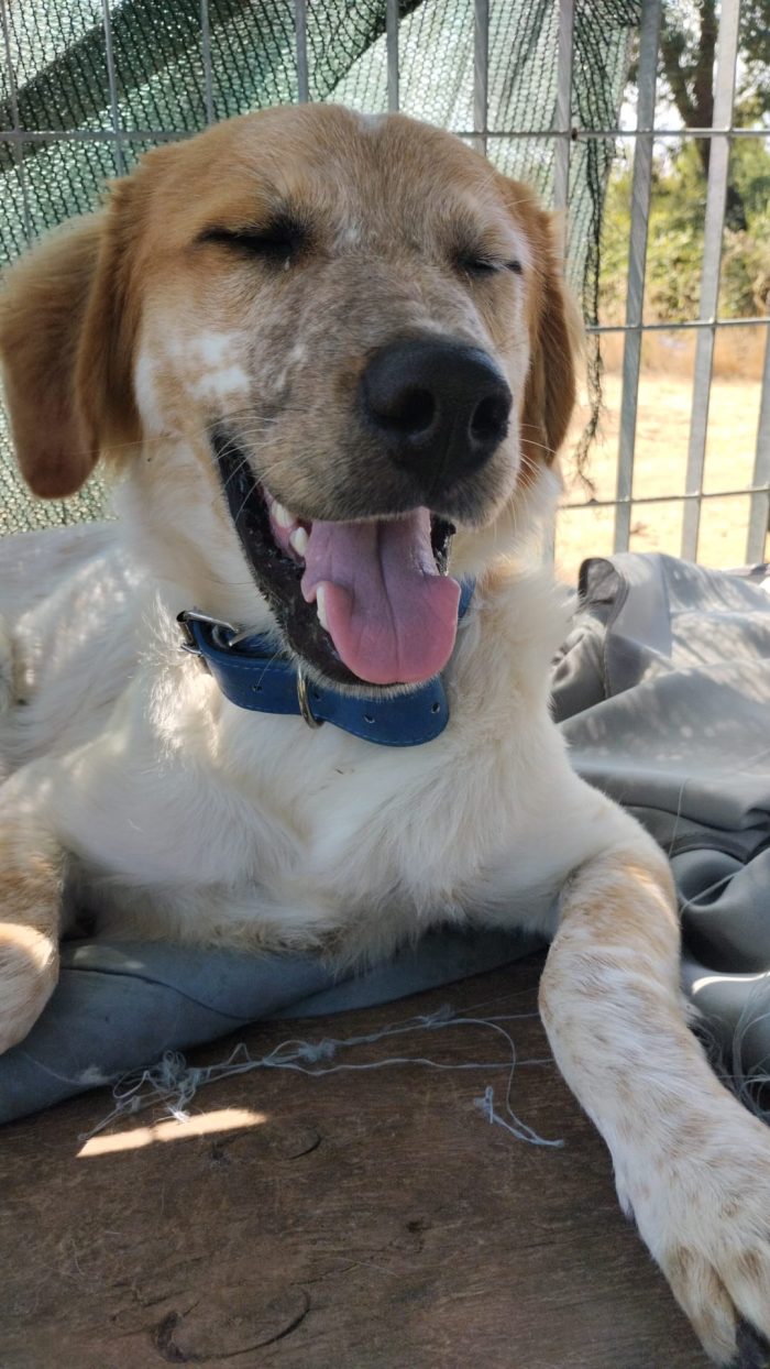🧡BIM, SPLENDIDO DOLCE CUCCIOLOTTO, CERCA CONDIVISIONI E ADOZIONE 🏠 - media 8