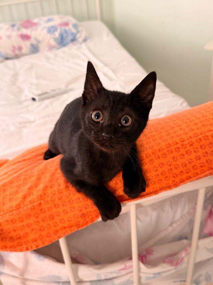 Zorro bellissimo micino nero