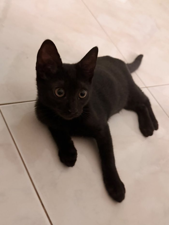 Zorro bellissimo micino nero