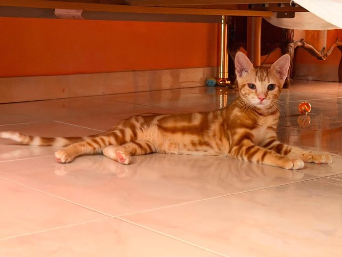 Filippo bellissimo gattino rosso