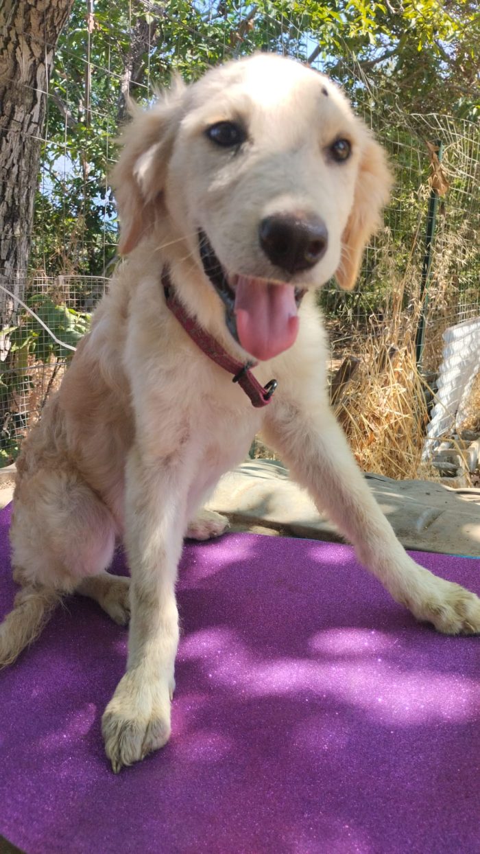 DOLCE CUCCIOLA SIMIL GOLDEN RETRIEVER, CERCA CONDIVISIONI E ADOZIONE 🏠