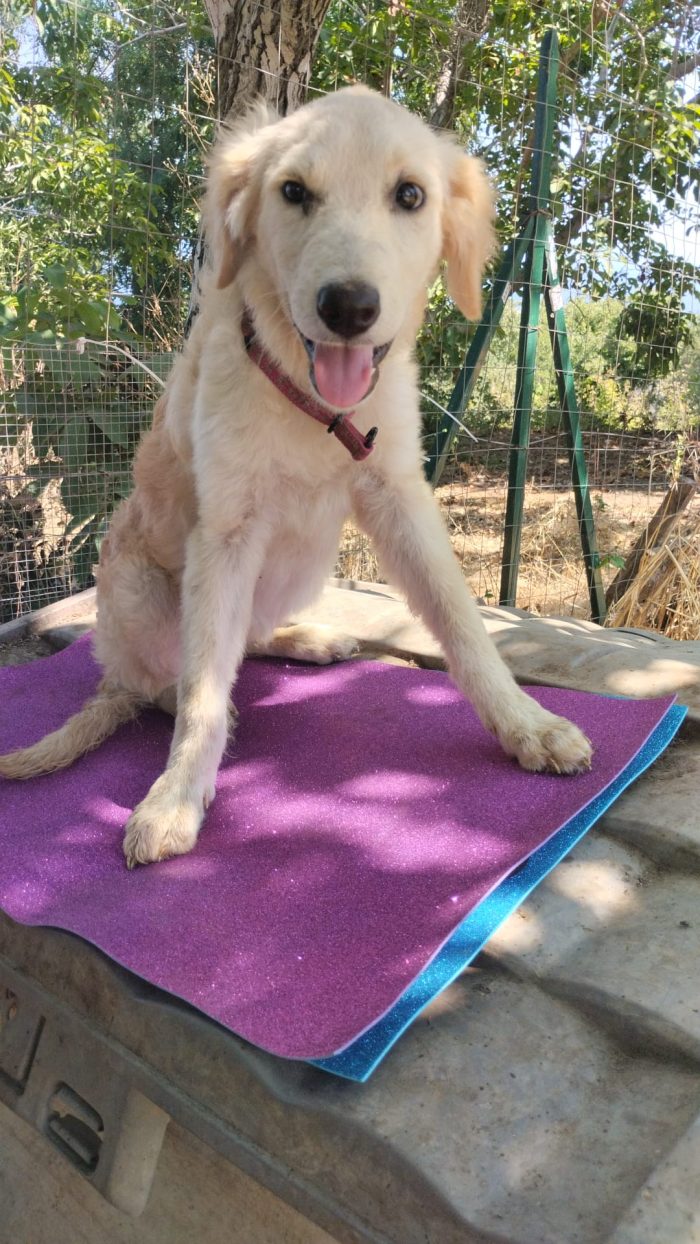 DOLCE CUCCIOLA SIMIL GOLDEN RETRIEVER, CERCA CONDIVISIONI E ADOZIONE 🏠 - media 5