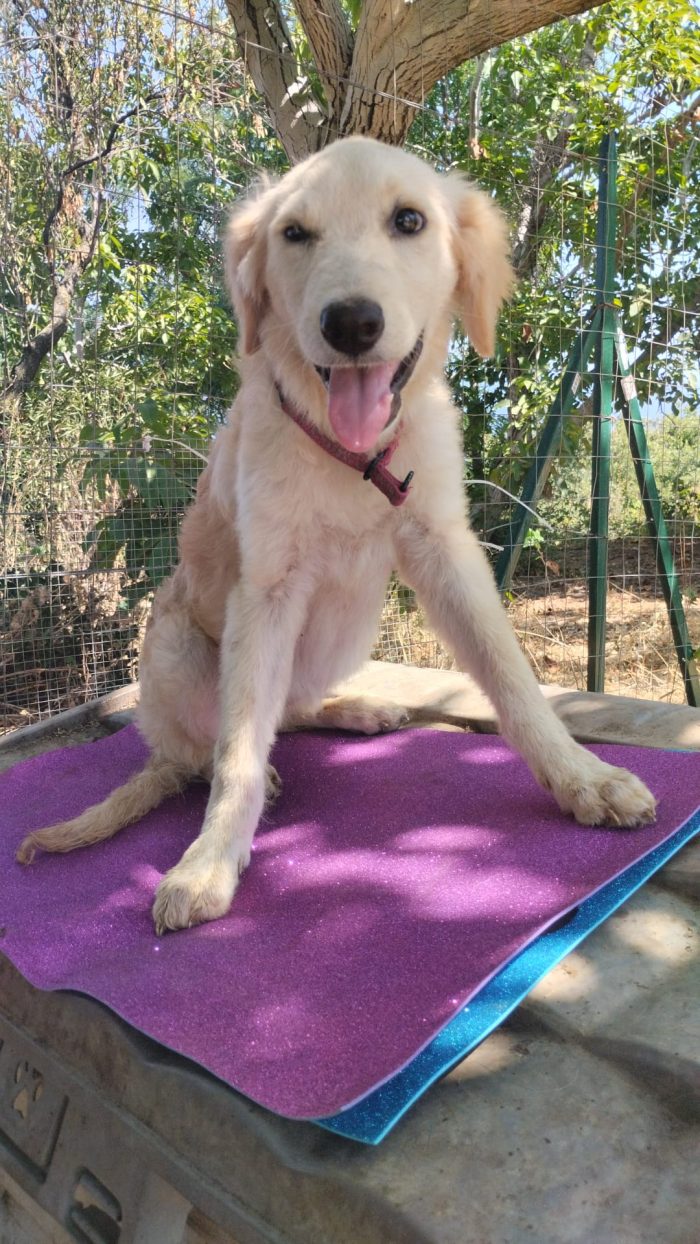 DOLCE CUCCIOLA SIMIL GOLDEN RETRIEVER, CERCA CONDIVISIONI E ADOZIONE 🏠 - media 7