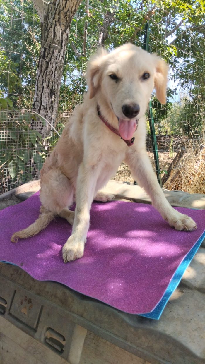 DOLCE CUCCIOLA SIMIL GOLDEN RETRIEVER, CERCA CONDIVISIONI E ADOZIONE 🏠 - media 8