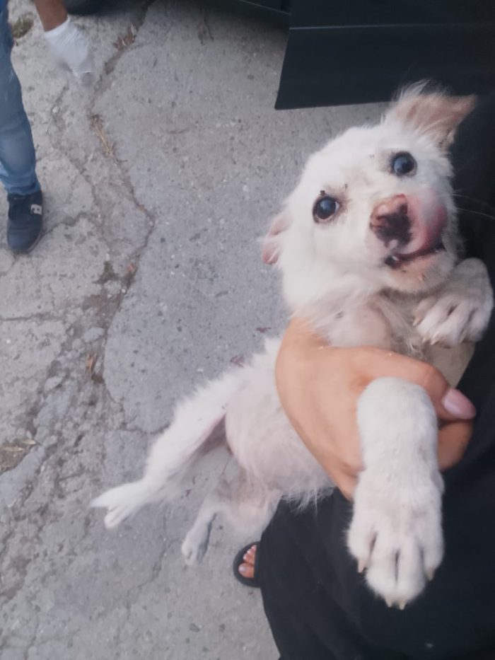 DOLCE CUCCIOLA CERCA LA SUA CASA PER SEMPRE 🏠