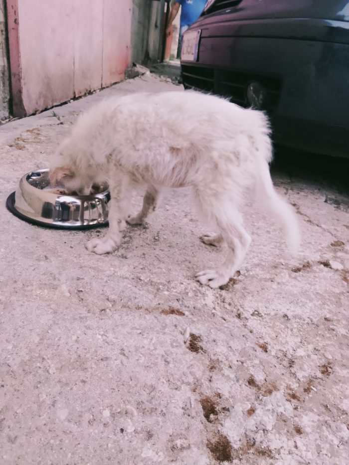 DOLCE CUCCIOLA CERCA LA SUA CASA PER SEMPRE 🏠 - media 4