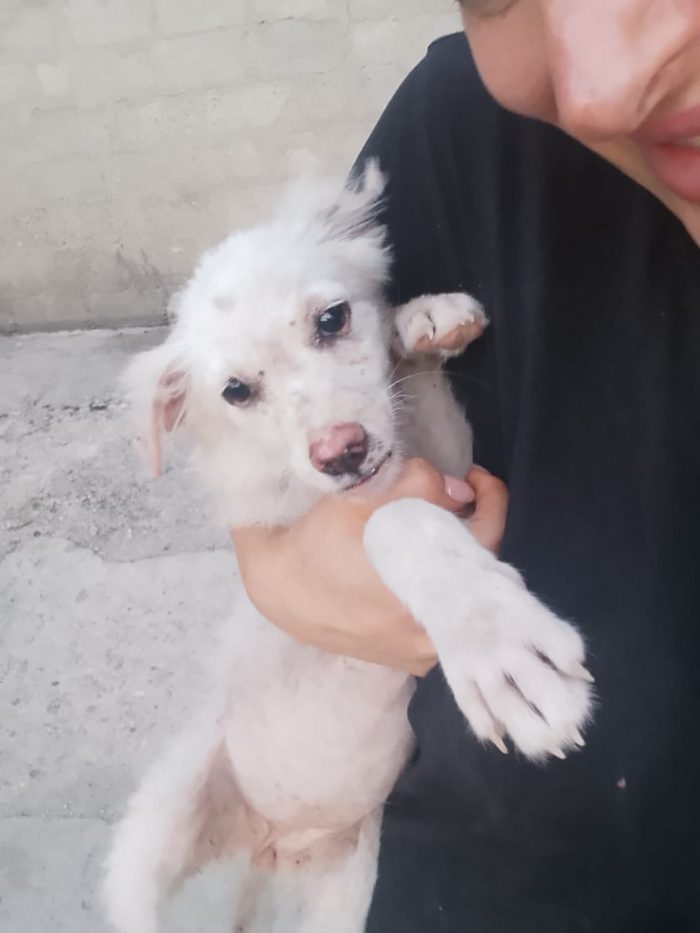 DOLCE CUCCIOLA CERCA LA SUA CASA PER SEMPRE 🏠 - media 6