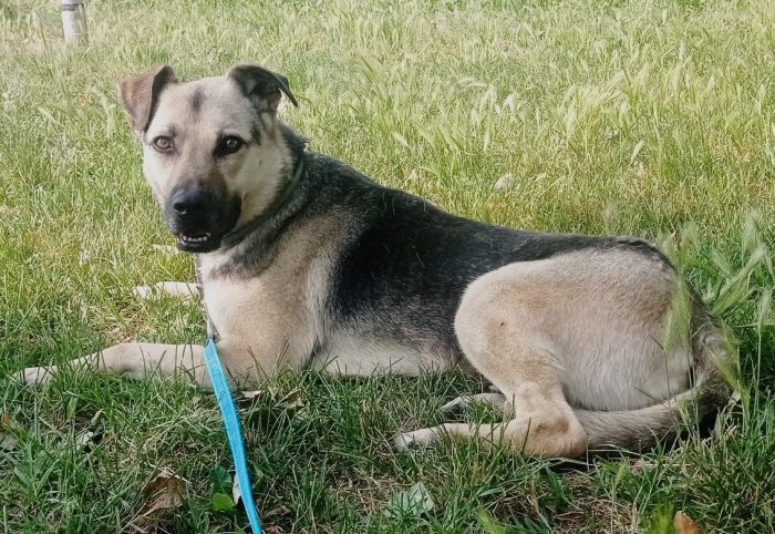 Tango, cane dolcissimo (colore focato, meticcio)
