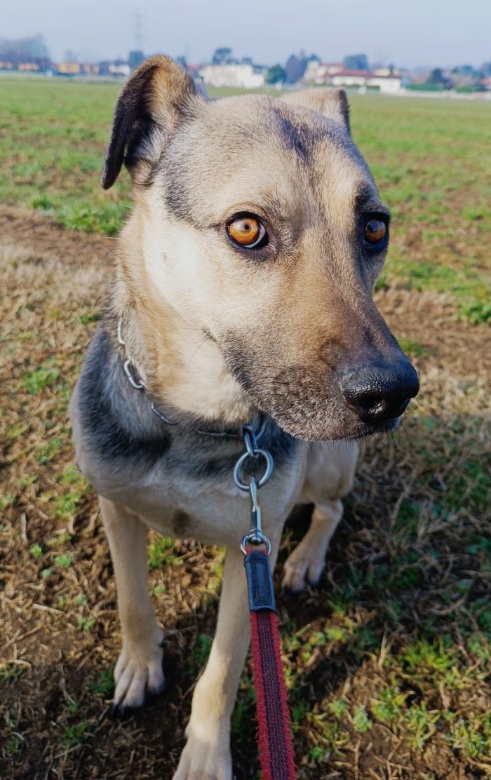 Tango, cane dolcissimo (colore focato, meticcio)
