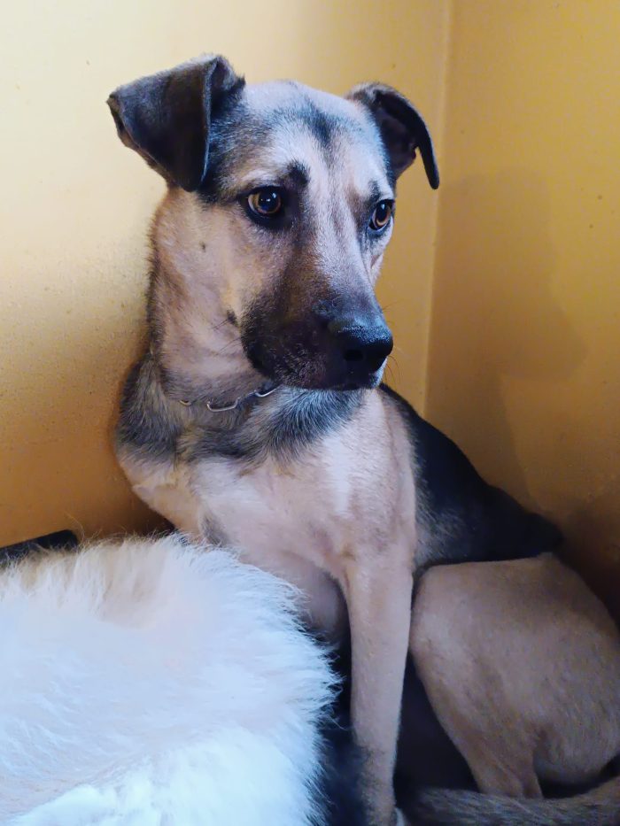 Tango, cane dolcissimo (colore focato, meticcio)
