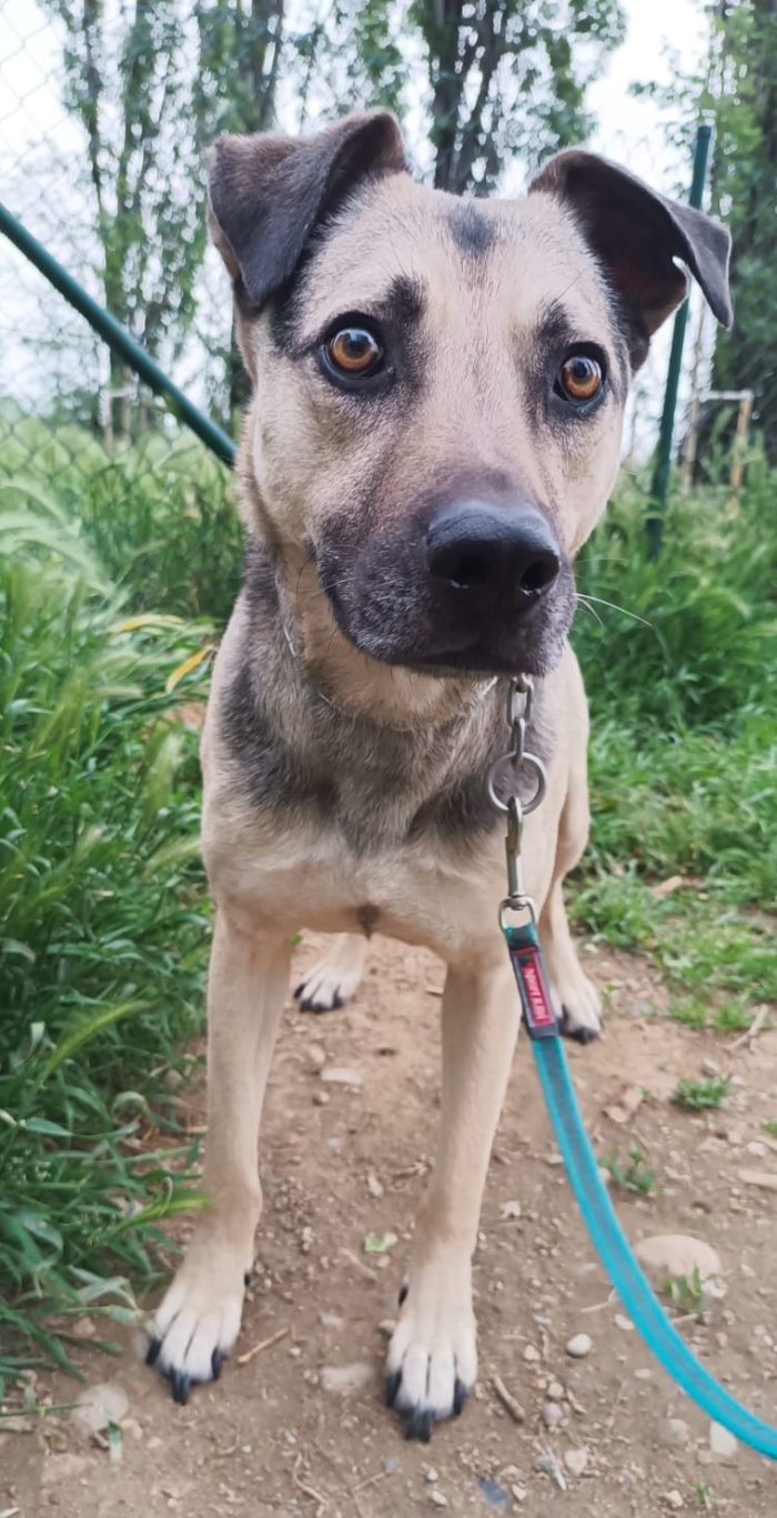 Tango, cane dolcissimo (colore focato, meticcio) - media 4