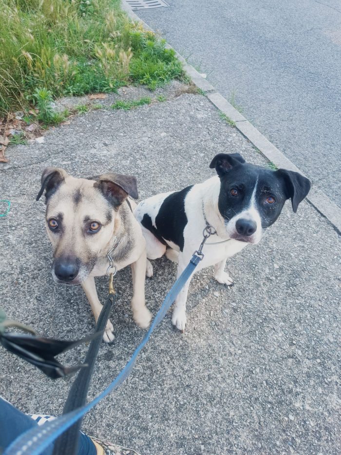 Tango, cane dolcissimo (colore focato, meticcio) - media 8